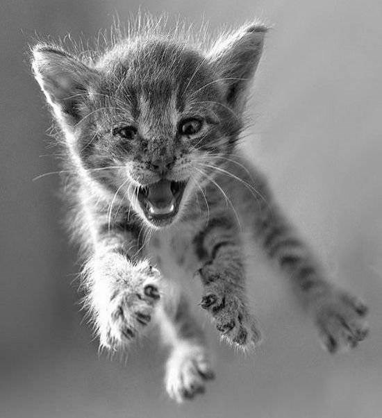 Strašna mica maca napada!