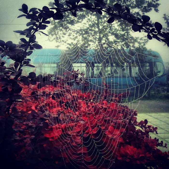 Paukova mreža