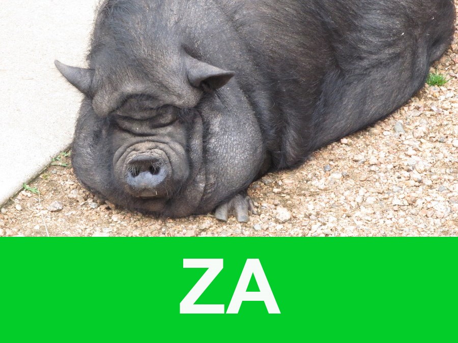 Sigurno je prepoznajete