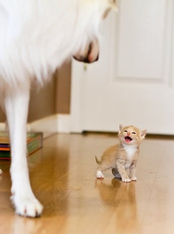 Ma neću ti ništa maco