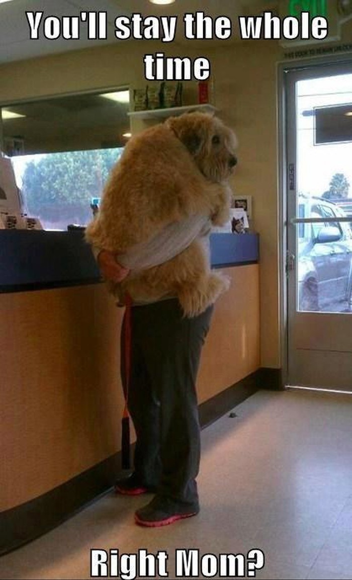 Kod veterinara