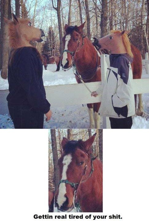 Konju je pun k glupih fora