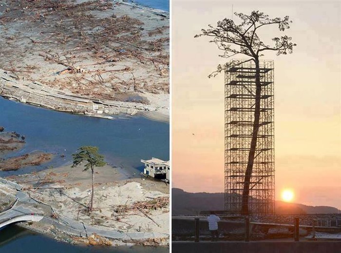 Drvo koje je preživjelo tsunami