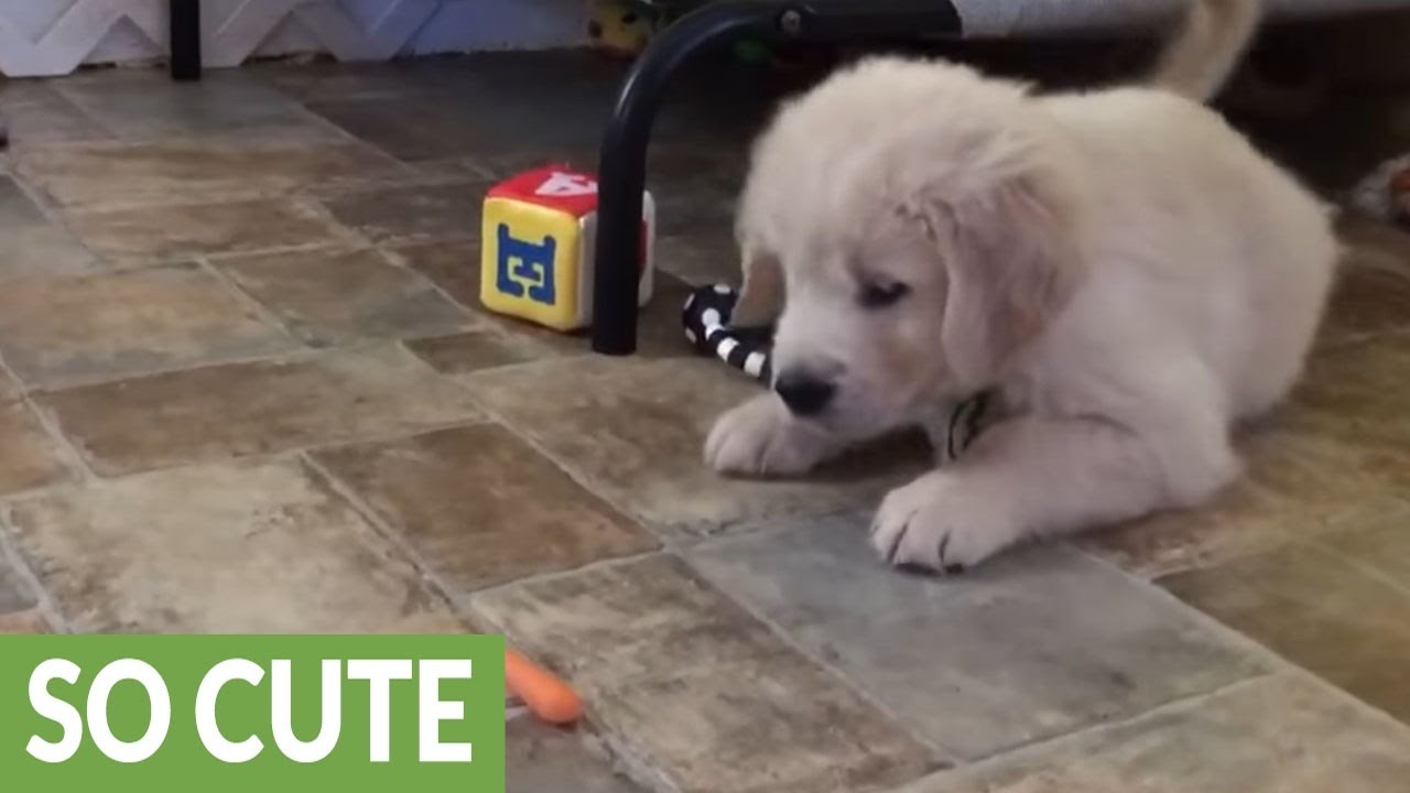 PRESLATKO! Mrkva je totalno zbunila ovog malog zlatnog retrivera