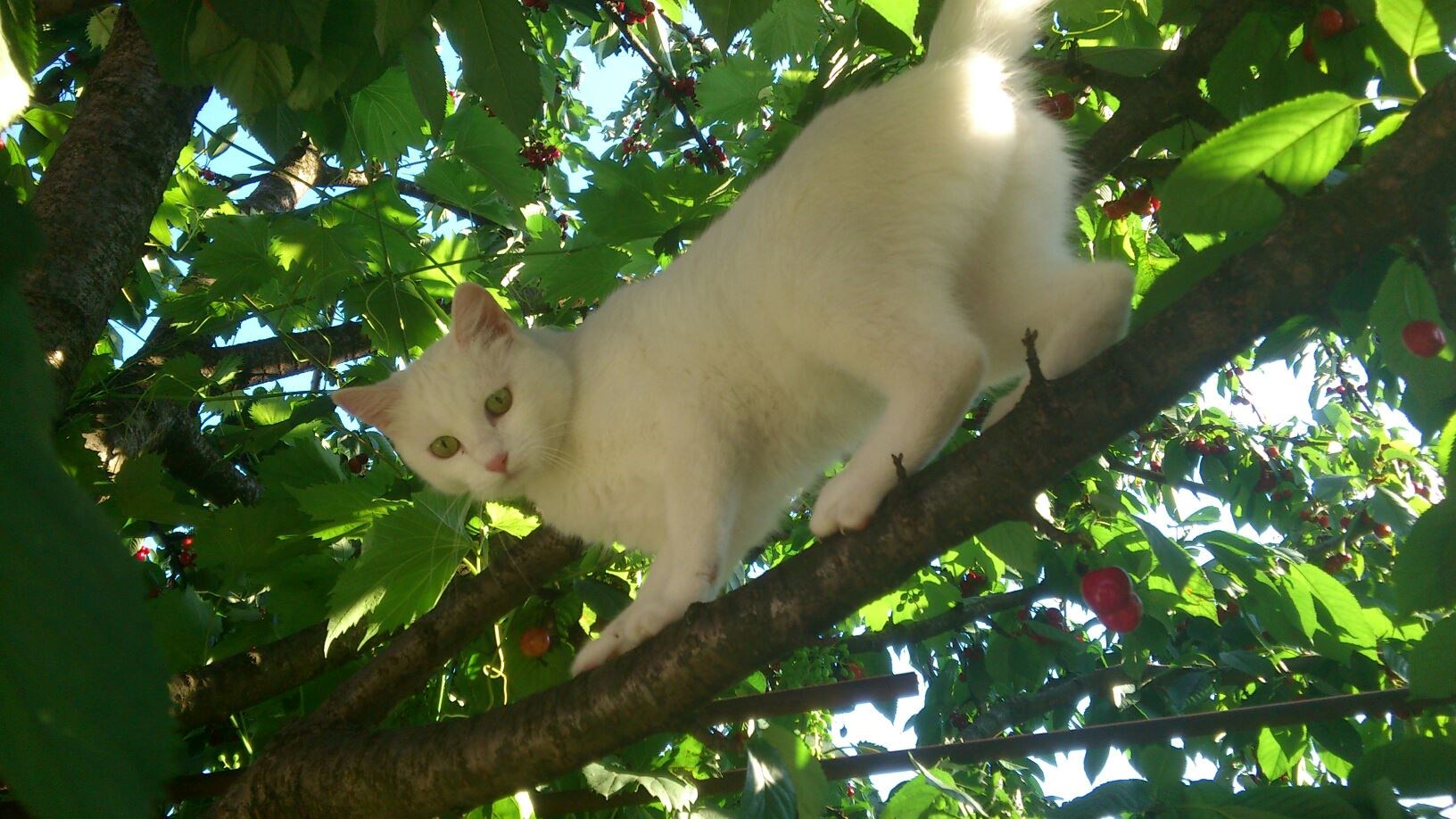 izzy na trešnji.jpg