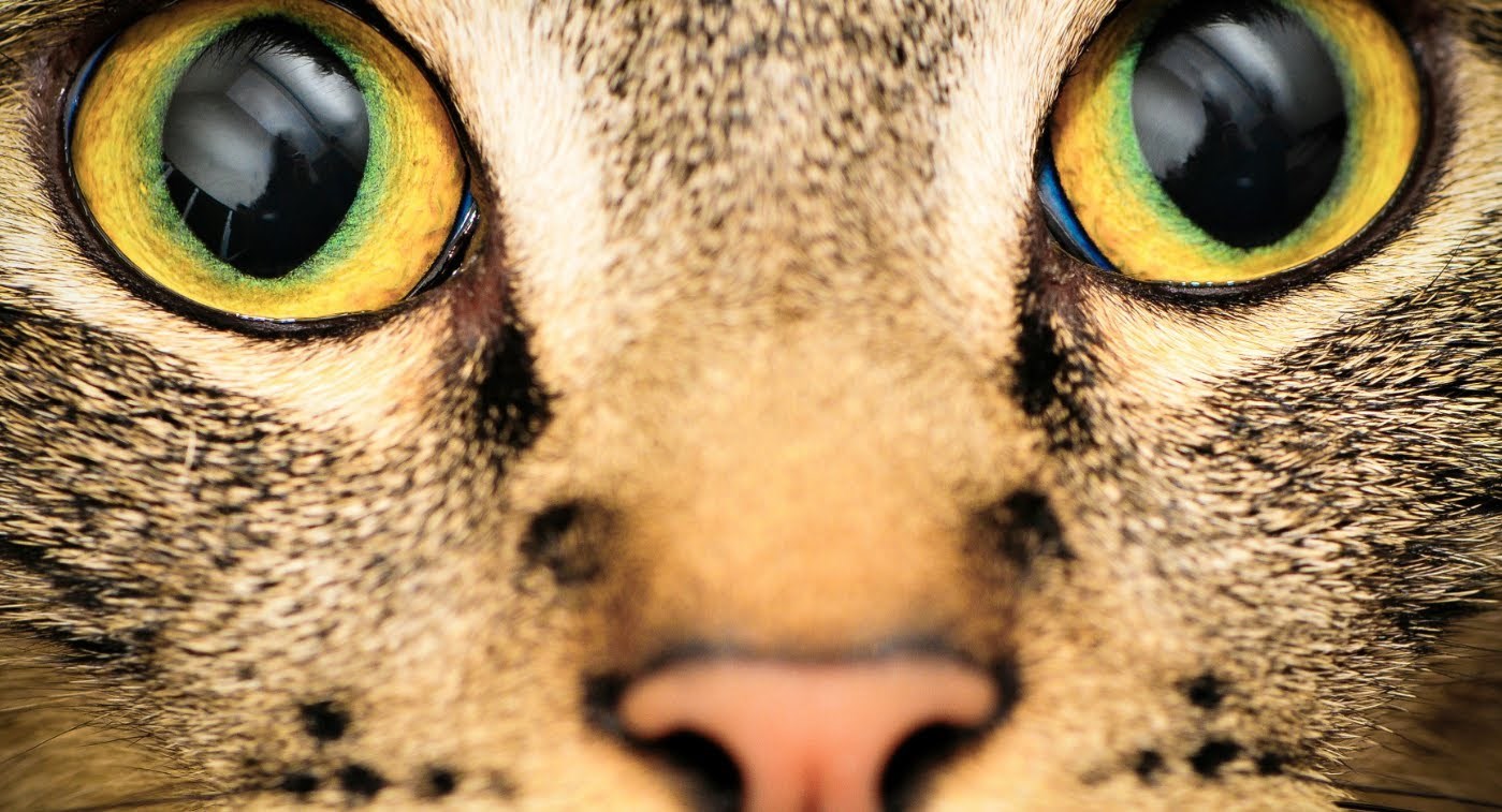 HIT VIDEO: Kako nas vide životinje? Pogledajte kako svijet izgleda kroz njihove oči