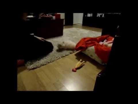 Bichon against chicken - Funny!! - Becks_the_dog