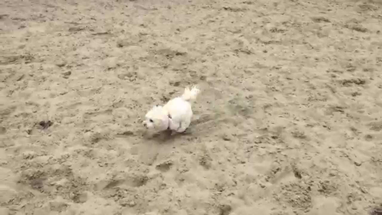 Psić si je dao oduška!