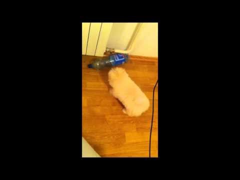 Slatki psić protiv plastične boce. Tko će pobijediti??