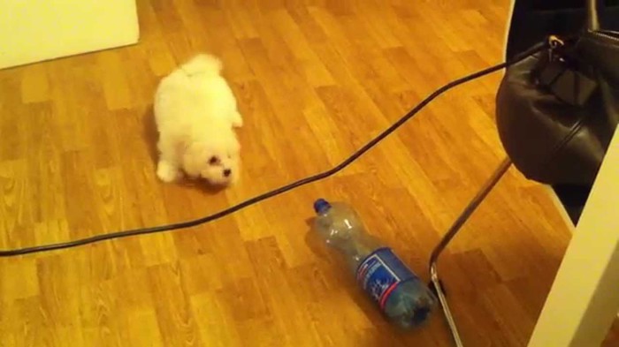Psić se jako naljutio na bocu!