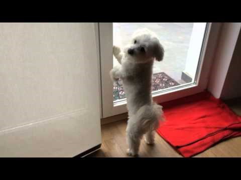 Zaljubljeni Bichon Havanese pokušava pobjeći!