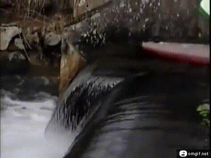 145489698823.gif
