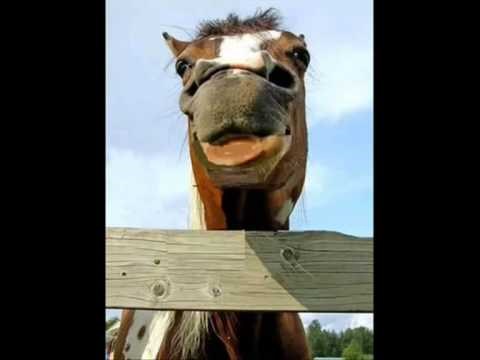 Former croatian minister of finances +horse