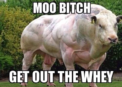 cow-on-steroids.jpg