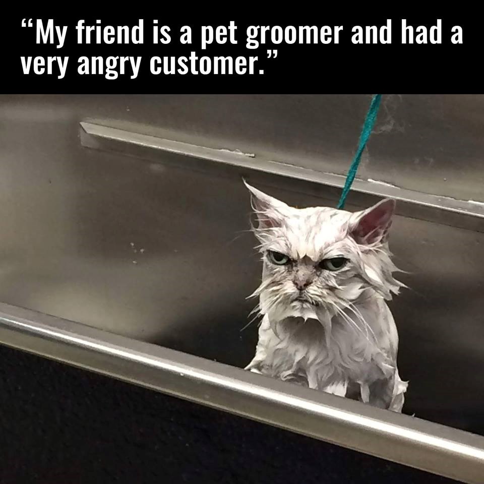 MAČKA NA PRANJU: Jednostavno NE!