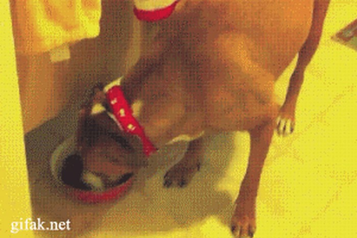 ninja-dog-gif.gif