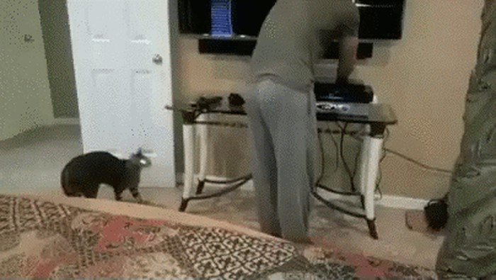 avPMADn_460sv.gif