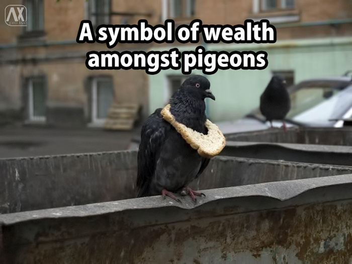 rich-pigeon.png