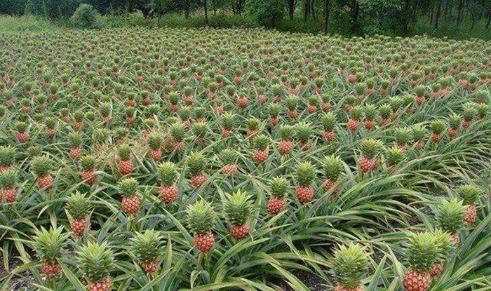 Ovako rastu ananasi: Što, mislili ste da visi s drveta?