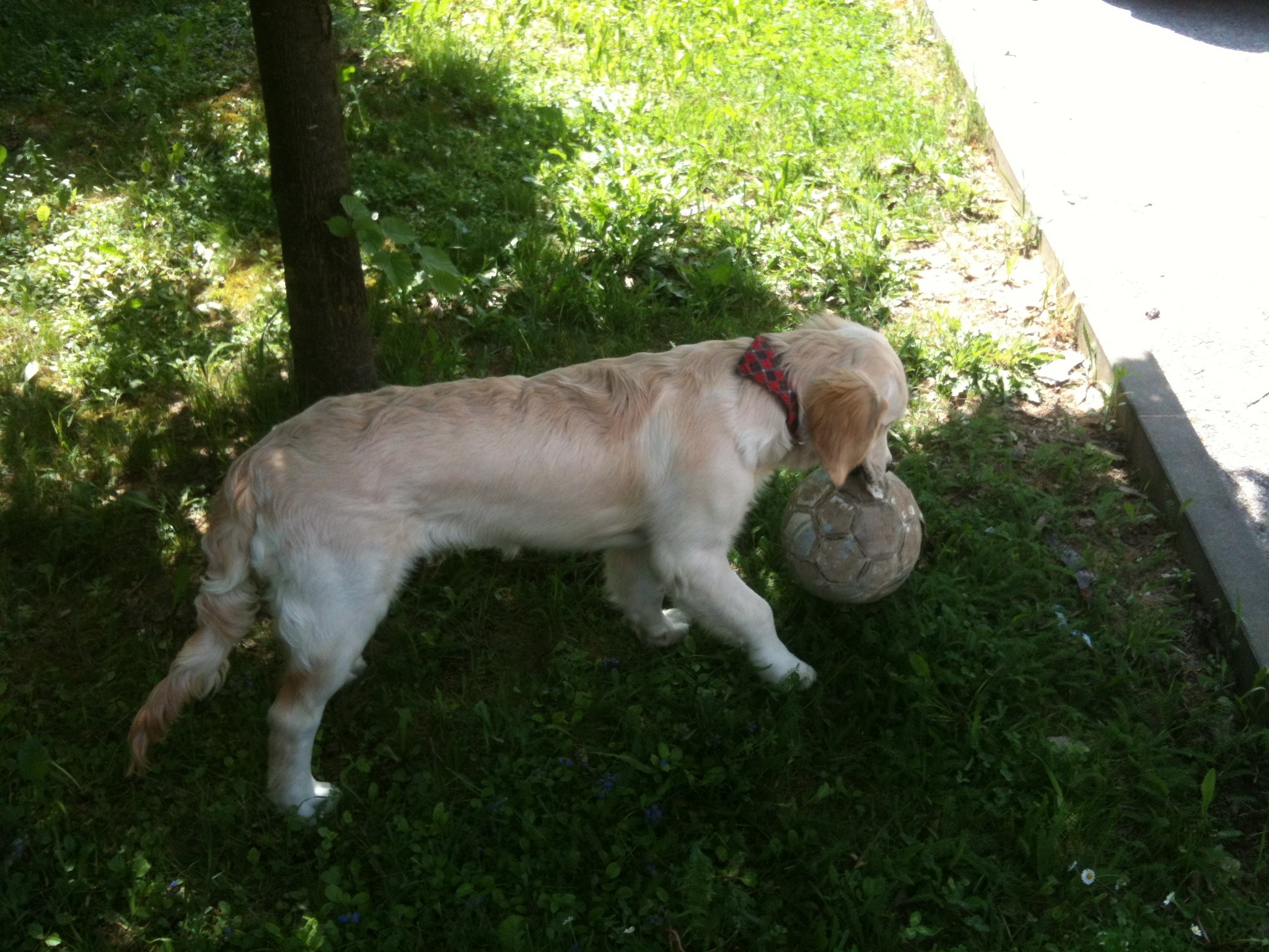 Tango mali nogometaš