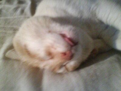 LEO..SPAVA KAO CAR....;))