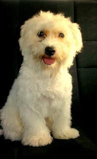 Božo voli vožnju autom