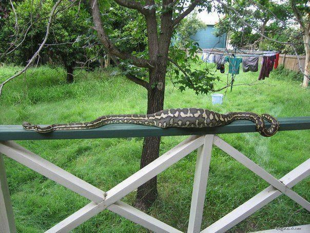 Gdje je nestala mačka?