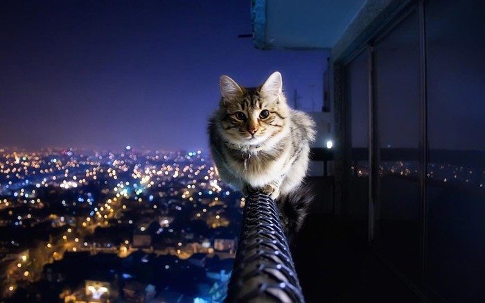 Cat above the City!