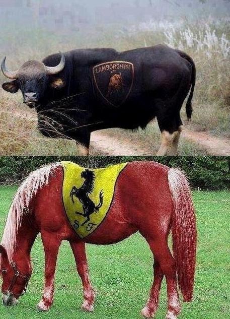 The nature also has its own competition!