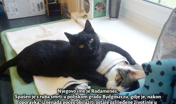 Galerija: Anđeo iz skloništa - crni mačak dirnuo svijet brigom za bolesne životinjice!