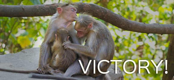 BIG Victory for Monkeys!