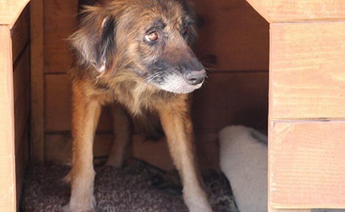 Petition for the 300 dogs of Dubrovnik