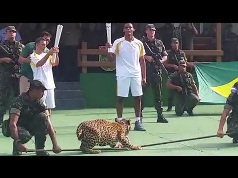 U Brazilu ubijena još jedna ZOO životinja, jaguarica Juma