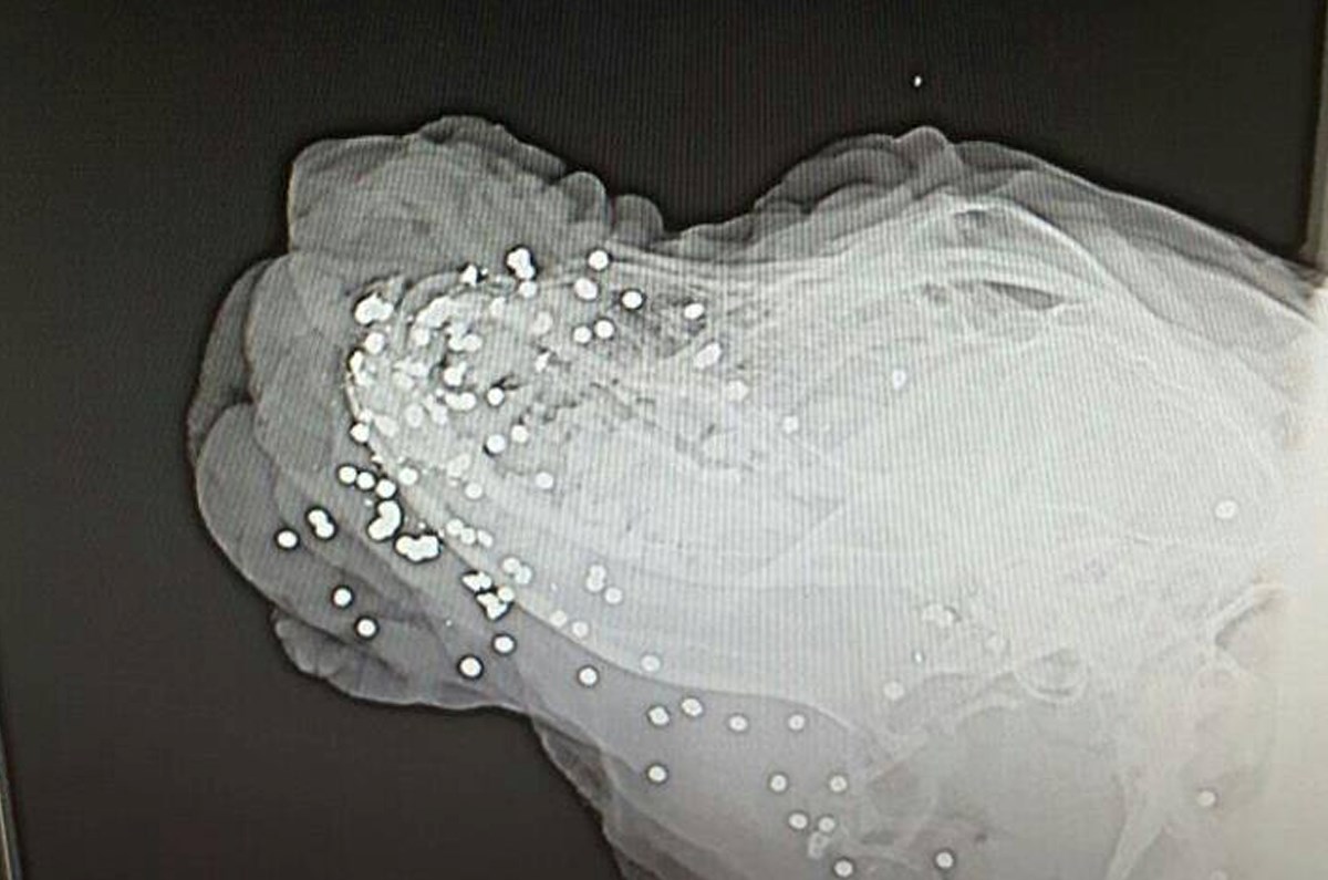 Oprez!!! Psihopat u Zemuniku pucao psu u glavu sačmaricom!