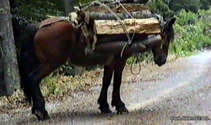 Zlostavljanje konja na Velebitu i "hrabre" lovačke taktike do zarade
