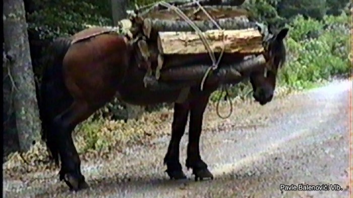Zlostavljanje konja na Velebitu i "hrabre" lovačke taktike do zarade