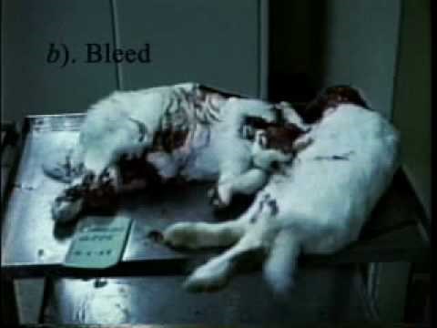 Mars Ghoulish Secret: Candy-maker Kills Animals