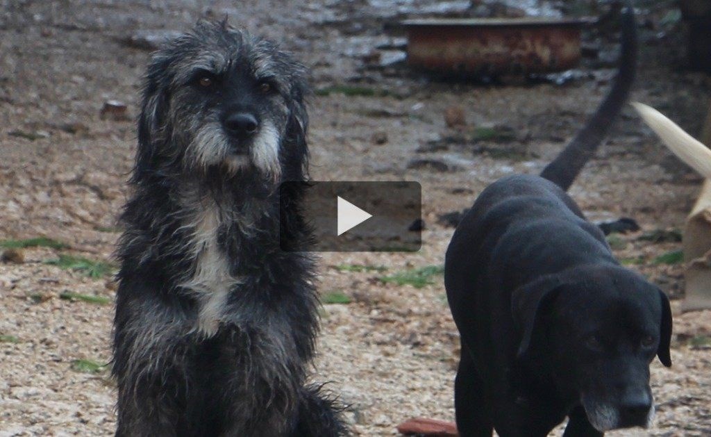 Dubrovnik’s Mayor wants to kill these dogs.