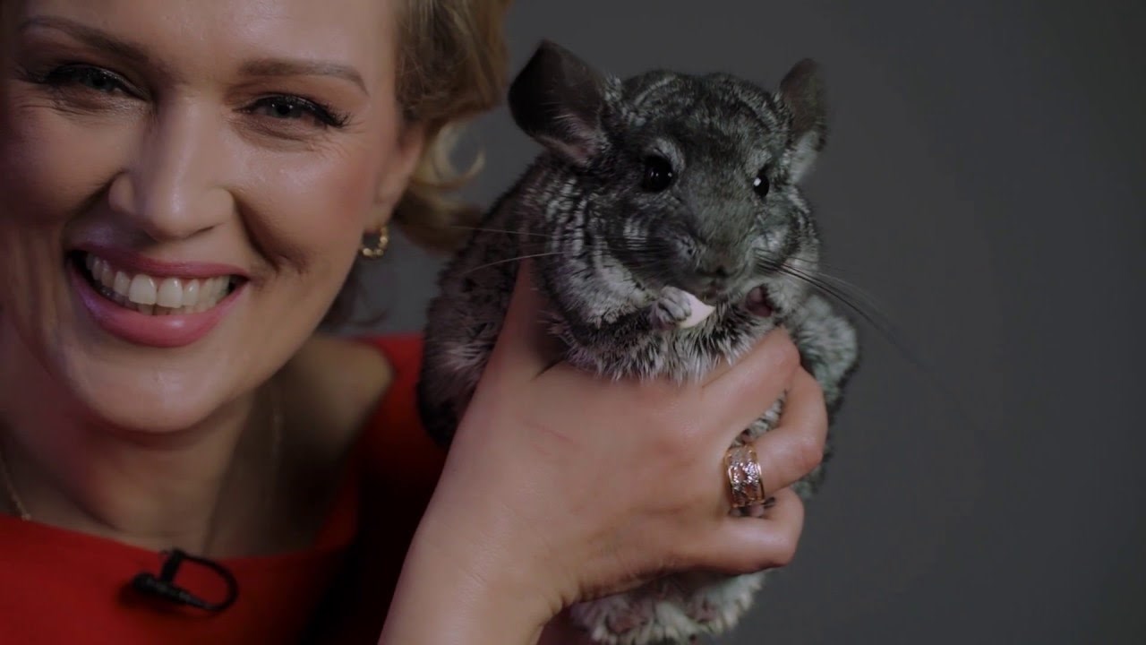 Činčile su zakon / Chinchillas rule