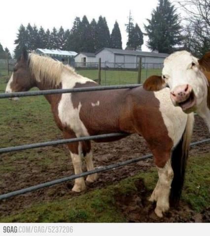 On u problemu, a krava mu se smije..