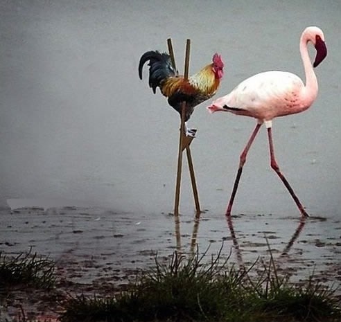 Ne obljubi lijep, nego uporan