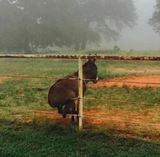Mago odmara u maglovito jutro