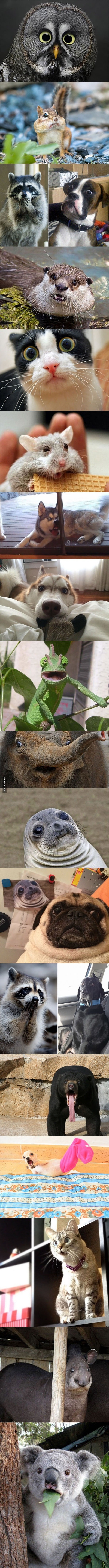 TopŽivotinje 2014: Začuđene životinje se čudom čude