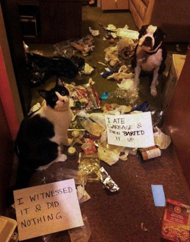 Krivi po svim optužbama :-)