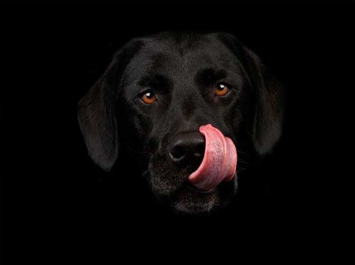 hund.jpg
