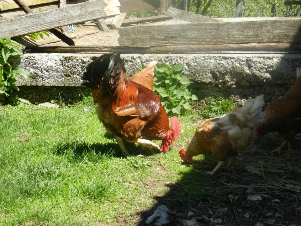 lipovo polje -kosinj