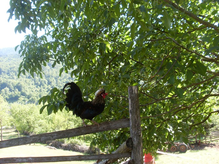 mladi pjevac