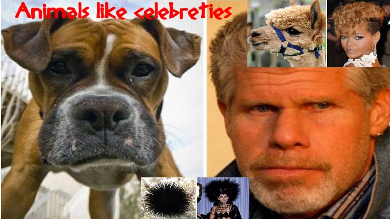 Recite sad da ne lice ove zivotinje na glumce?? :D