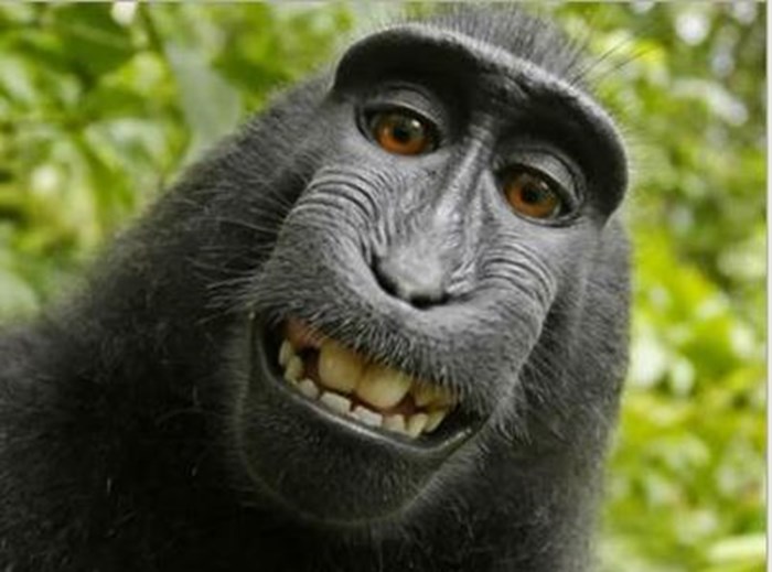 Majmun napravio 'selfie' - SLUČAJ ZAVRŠIO NA SUD ZBOG AUTORSKOG PRAVA FOTOGRAFIJE! - Najčudnije priče svijeta