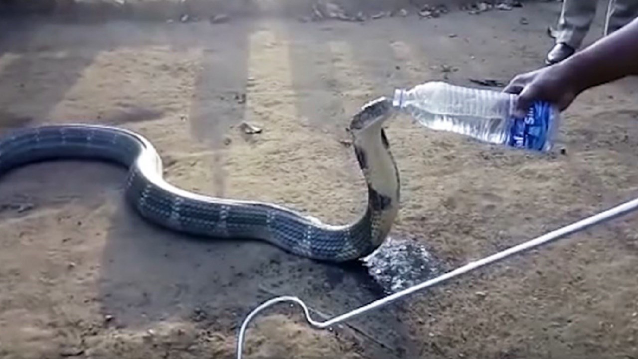 Kobra pije vodu iz flase... NEVJEROVATAN VIDEO - 
